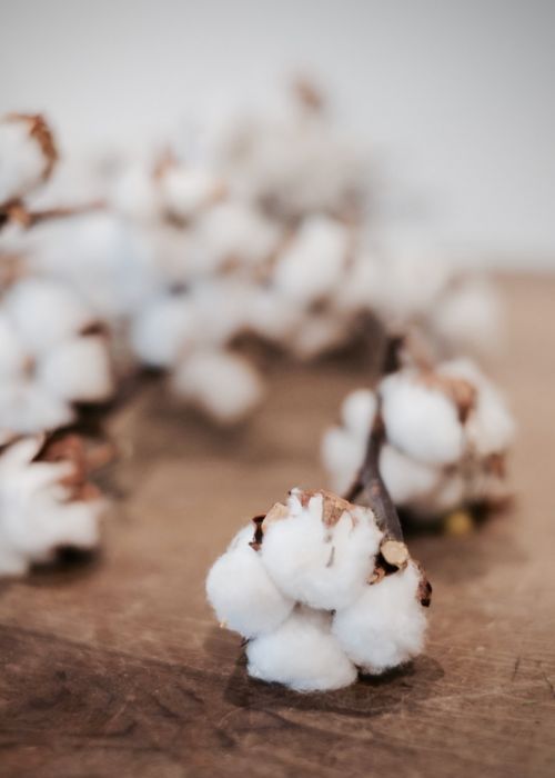 ORGANIC COTTON vs. CONVENTIONAL COTTON: WHAT'S THE REAL DIFFERENCE?